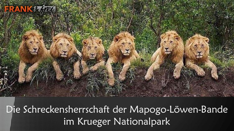 Die Schreckensherrschaft der Mapogo-Löwen-Bande im Krueger Nationalpark ...